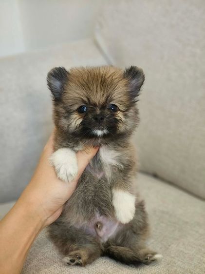 ปอมแบ่งเลี้ยง 3-4พัน  รูปที่ 4
