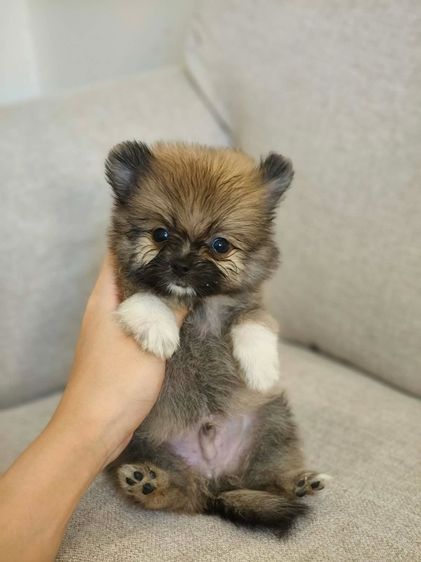 ปอมแบ่งเลี้ยง 3-4พัน  รูปที่ 6