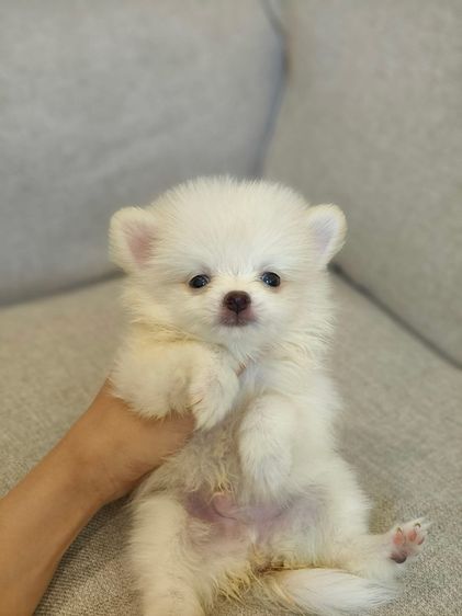 ปอมแบ่งเลี้ยง 3-4พัน  รูปที่ 2