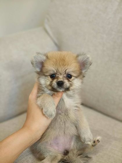 ปอมแบ่งเลี้ยง 3-4พัน  รูปที่ 8