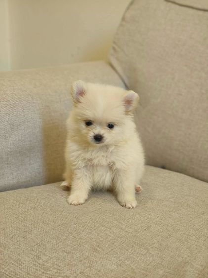 ปอมแบ่งเลี้ยง 3-4พัน  รูปที่ 3