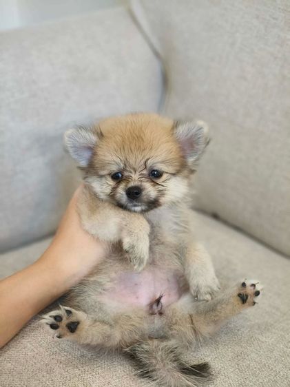 ปอมแบ่งเลี้ยง 3-4พัน  รูปที่ 7