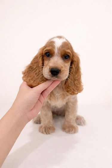 อิงลิชคอกเกอร์  รูปที่ 3