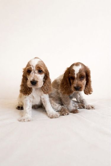 อิงลิชคอกเกอร์ 