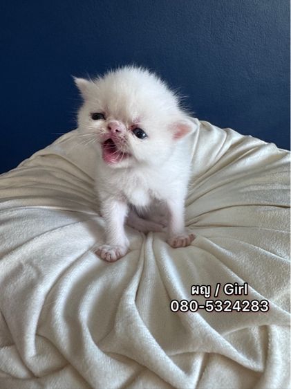 Exotic Shorthair