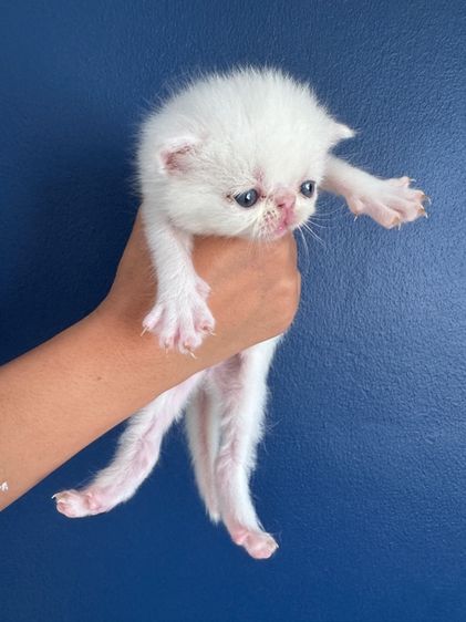 Exotic Shorthair รูปที่ 8