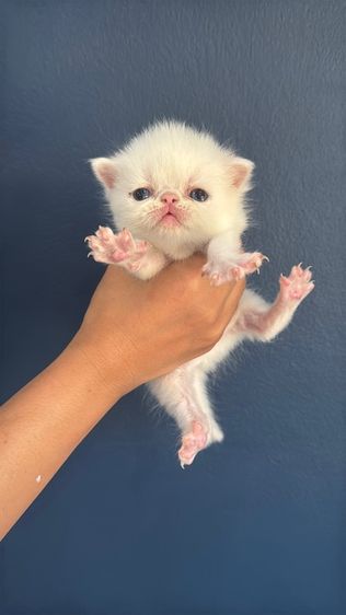 Exotic Shorthair รูปที่ 2
