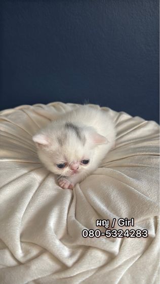 Exotic Shorthair รูปที่ 5