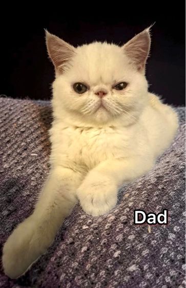 Exotic Shorthair รูปที่ 10