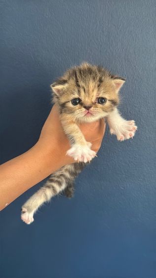 Exotic Shorthair รูปที่ 4