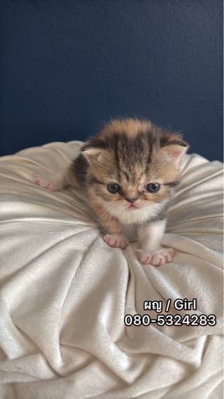 Exotic Shorthair รูปที่ 3