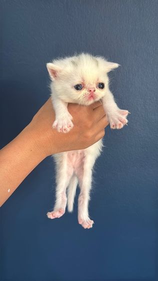 Exotic Shorthair รูปที่ 6