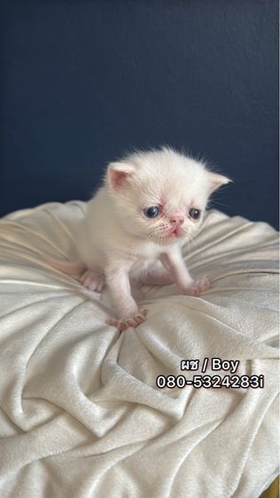 Exotic Shorthair รูปที่ 7