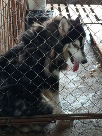 อลาสกามาลามิวเพศเมีย รูปที่ 3