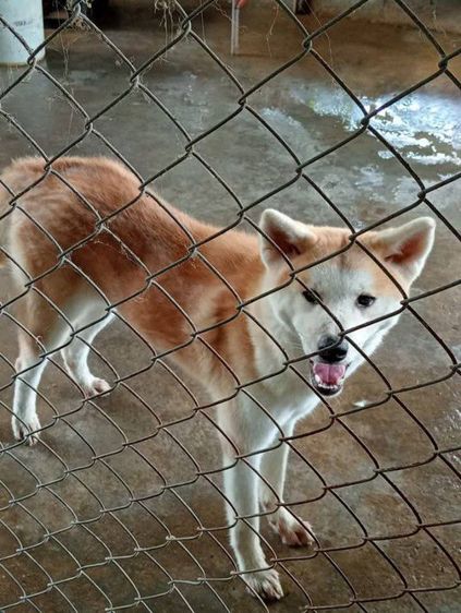 ขายอากีตะหรือแลกชิบะ