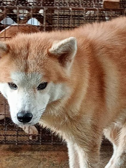 ขายอากีตะหรือแลกชิบะ รูปที่ 5