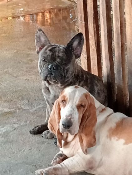 ขายบาสเขตฮาวร์ผู้และเมีย