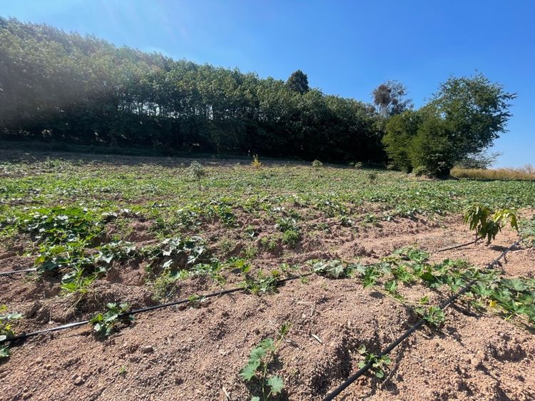 ที่สวน รูปที่ 2