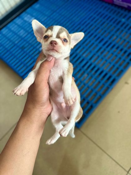 ชิวาวาแท้ขนสั้น รูปที่ 8