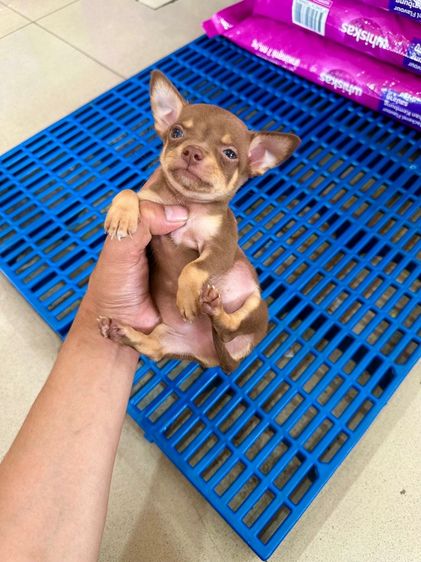 ชิวาวาแท้ขนสั้น รูปที่ 2