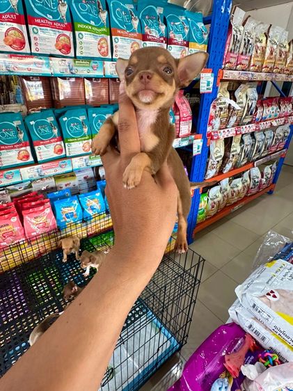 ชิวาวาแท้ขนสั้น รูปที่ 7