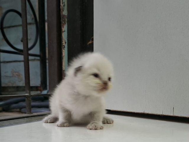 หาบ้านให้น้องแมวมั้นช์กิ้นหิมาลายันพ้อยท์สวยๆแต้มครบกลมน่ารักมากๆ รูปที่ 12