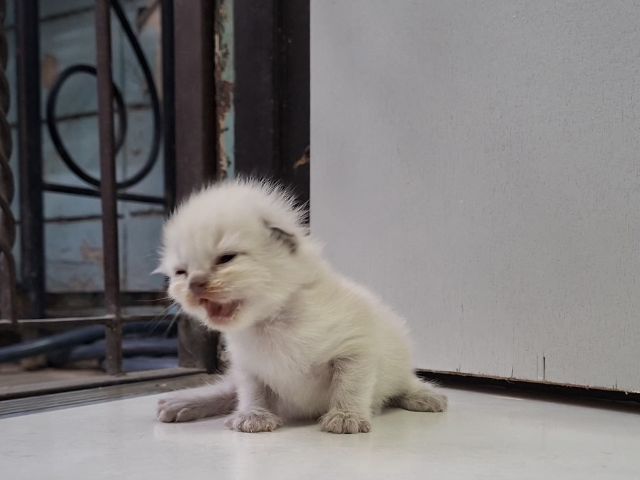 หาบ้านให้น้องแมวมั้นช์กิ้นหิมาลายันพ้อยท์สวยๆแต้มครบกลมน่ารักมากๆ รูปที่ 10