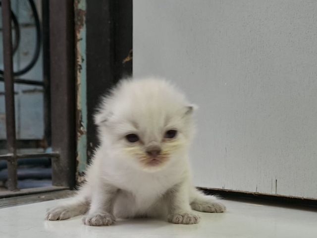 หาบ้านให้น้องแมวมั้นช์กิ้นหิมาลายันพ้อยท์สวยๆแต้มครบกลมน่ารักมากๆ รูปที่ 6