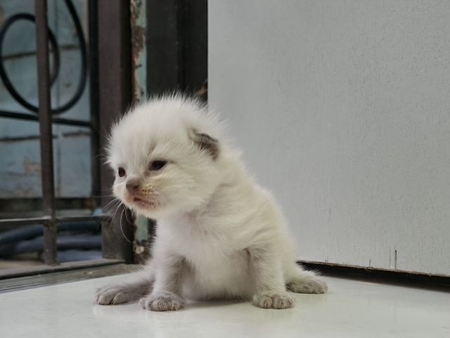 หาบ้านให้น้องแมวมั้นช์กิ้นหิมาลายันพ้อยท์สวยๆแต้มครบกลมน่ารักมากๆ รูปที่ 4