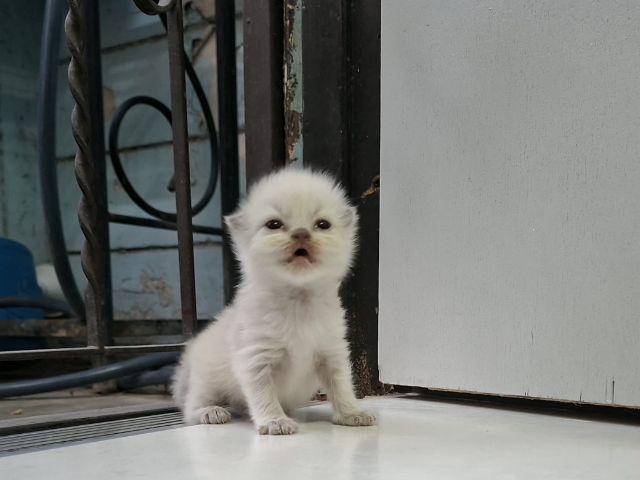 หาบ้านให้น้องแมวมั้นช์กิ้นหิมาลายันพ้อยท์สวยๆแต้มครบกลมน่ารักมากๆ รูปที่ 5