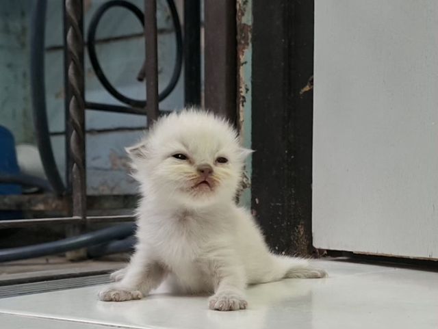 หาบ้านให้น้องแมวมั้นช์กิ้นหิมาลายันพ้อยท์สวยๆแต้มครบกลมน่ารักมากๆ รูปที่ 9