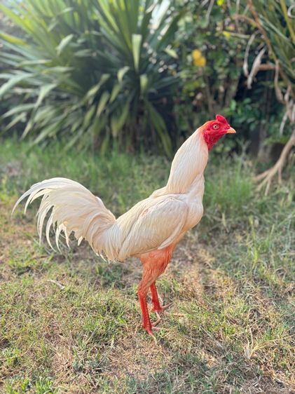 เจ้าสโนว์ไวท์ รูปที่ 2