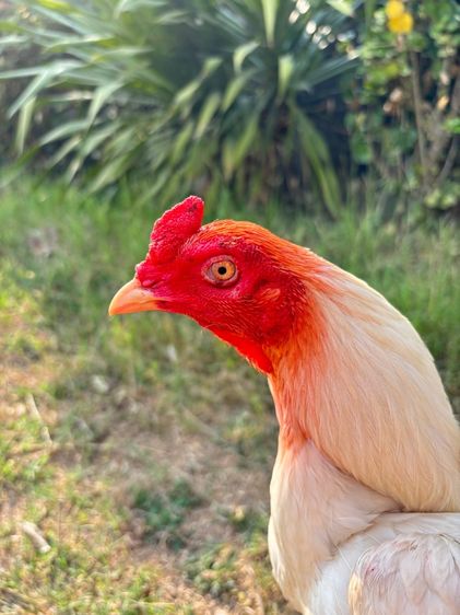 เจ้าสโนว์ไวท์ รูปที่ 3