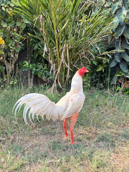 เจ้าสโนว์ไวท์ รูปที่ 6