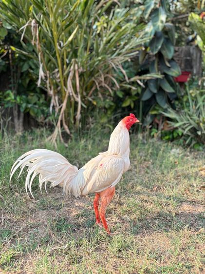 เจ้าสโนว์ไวท์ รูปที่ 5