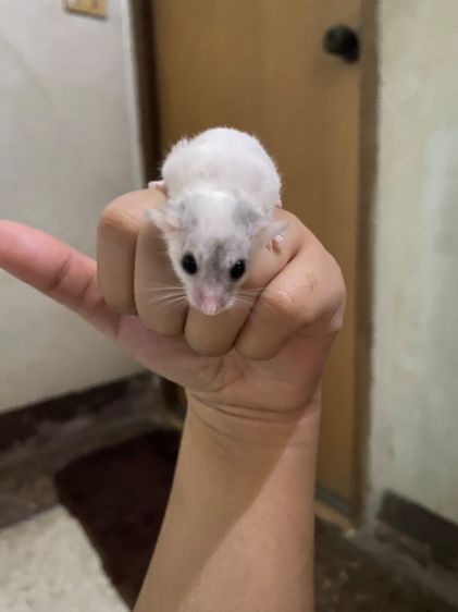 Domouse กระรอกจิ๋ว