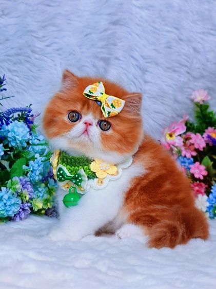 exotic longhair รูปที่ 5