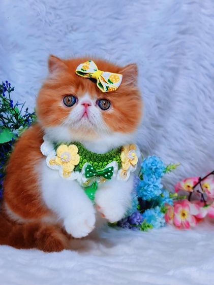 exotic longhair รูปที่ 2