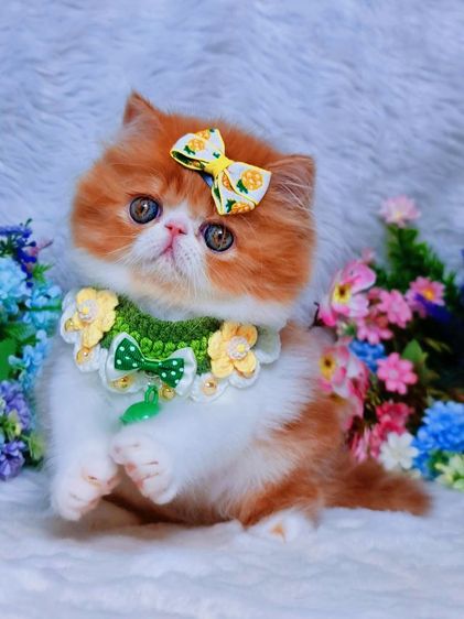 exotic longhair รูปที่ 4