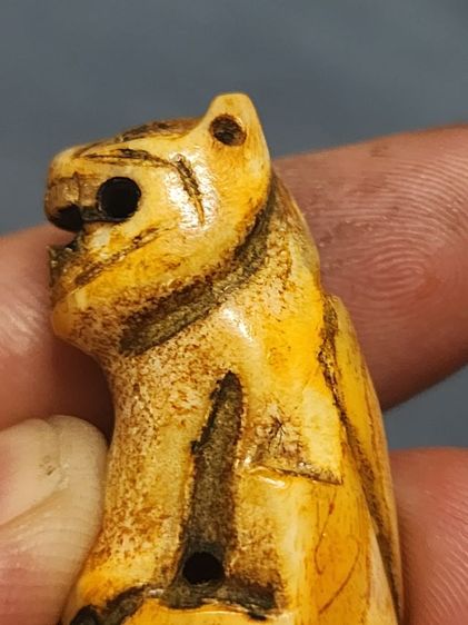 เสือหลวงพ่อปาน พิมพ์อ้าปากตัวผู้ ตัวใหญ่สง่า รูปที่ 12