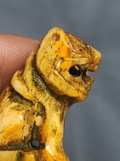 เสือหลวงพ่อปาน พิมพ์อ้าปากตัวผู้ ตัวใหญ่สง่า รูปที่ 17