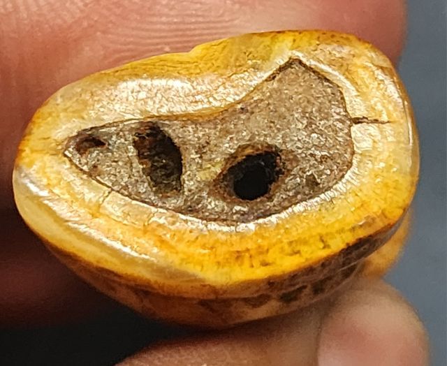 เสือหลวงพ่อปาน พิมพ์อ้าปากตัวผู้ ตัวใหญ่สง่า รูปที่ 6