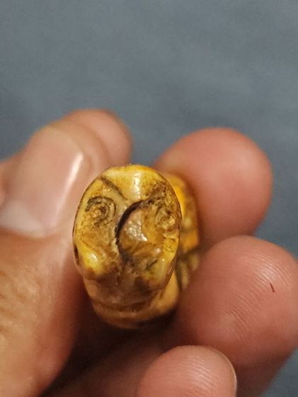 เสือหลวงพ่อปาน พิมพ์อ้าปากตัวผู้ ตัวใหญ่สง่า รูปที่ 7