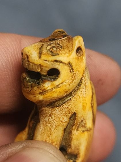 เสือหลวงพ่อปาน พิมพ์อ้าปากตัวผู้ ตัวใหญ่สง่า รูปที่ 18