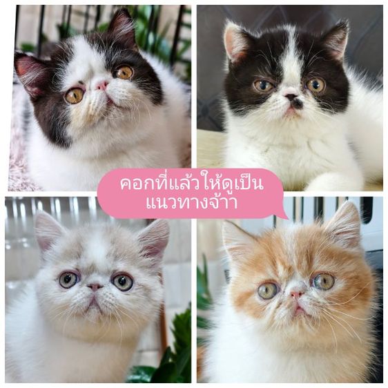 ขายเหมาคอก เอ็กโซติก ขนสั้น หน้าบี้  รูปที่ 7