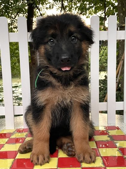 จัดโปรช่วงสงกรานต์ ขายลูกสุนัขเยอรมันเชพเพิร์ดแท้ รูปที่ 8