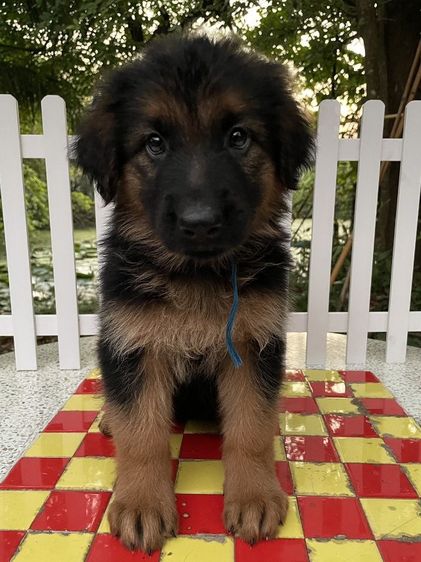 จัดโปรช่วงสงกรานต์ ขายลูกสุนัขเยอรมันเชพเพิร์ดแท้ รูปที่ 7