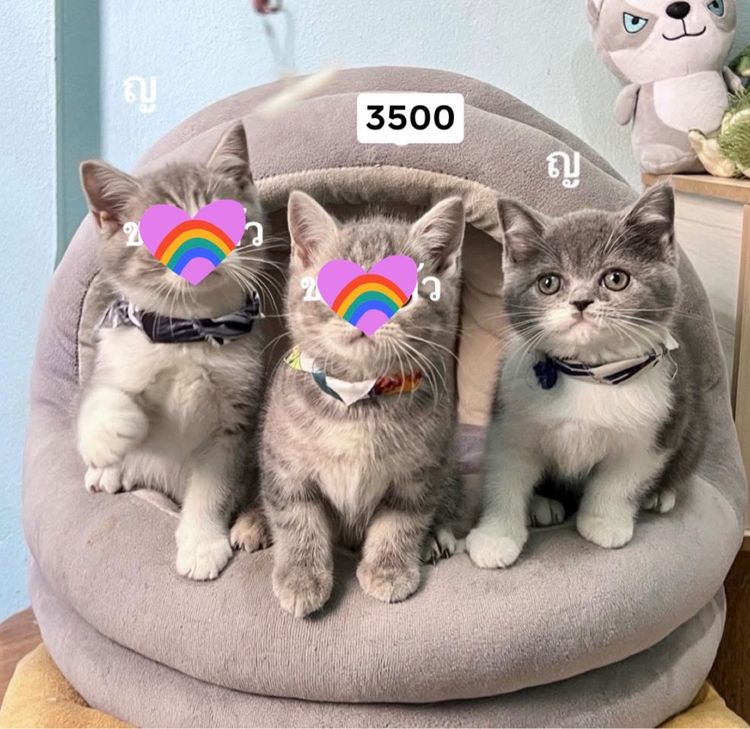 สก็อตติสโฟล