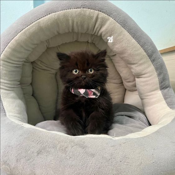 สก็อตติสโฟล รูปที่ 3