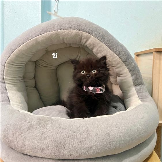 สก็อตติสโฟล รูปที่ 2